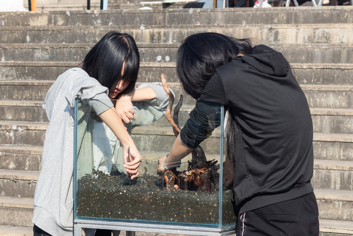 999策略白菜手机论坛同学共同协作进行水族造景大赛(学通社记者 吴奕彤 摄) 999策略白菜手机论坛同学共同协作进行水族造景大赛(学通社记者 吴奕彤 摄)